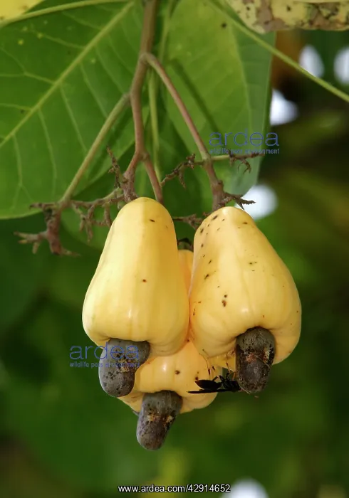 : Fruit - Cashew Apple : Fruit - Cashew Apple