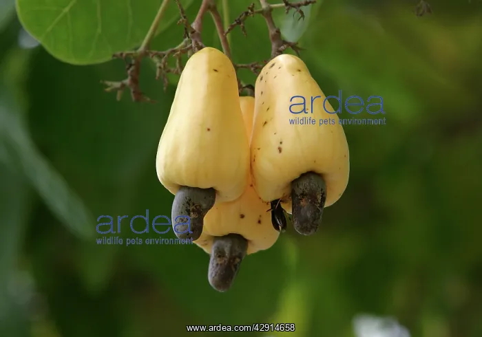 : Fruit - Cashew Apple
