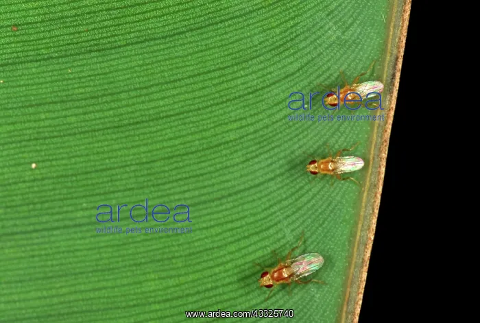 : Fruit flies : Fruit flies
