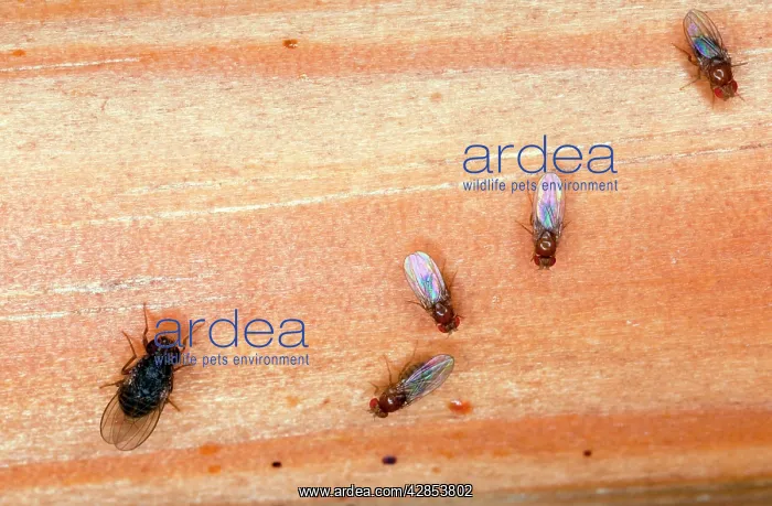 : Fruit flies - gathered in kitchen : Fruit flies - gathered in kitchen