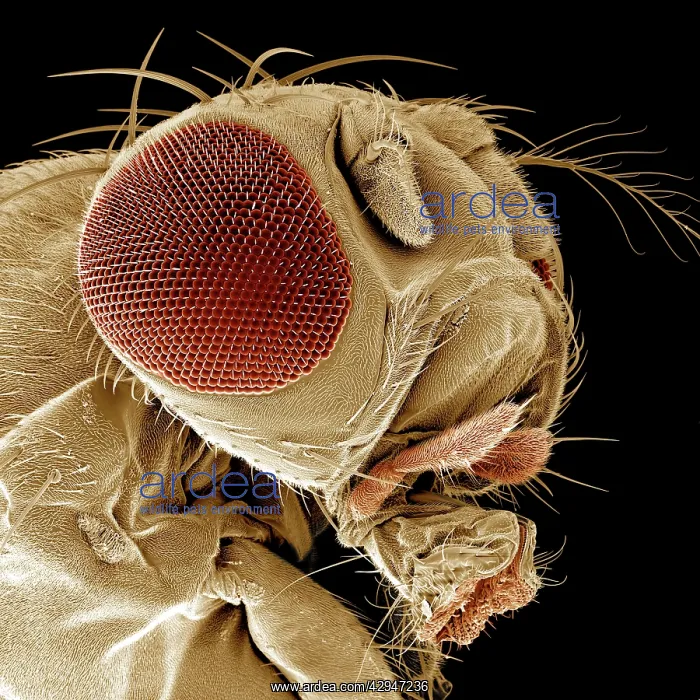 : Fruit Fly (Drosophila sp). Scanning Electron Micrograph (SEM) : Fruit Fly (Drosophila sp). Scanning Electron Micrograph (SEM)