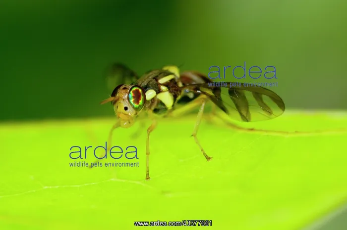 : Fruit Fly - with intricate patterned wings and eyes on leaf - Klungkung, Bali, Indonesia : Fruit Fly - with intricate patterned wings and eyes on leaf - Klungkung, Bali, Indonesia
