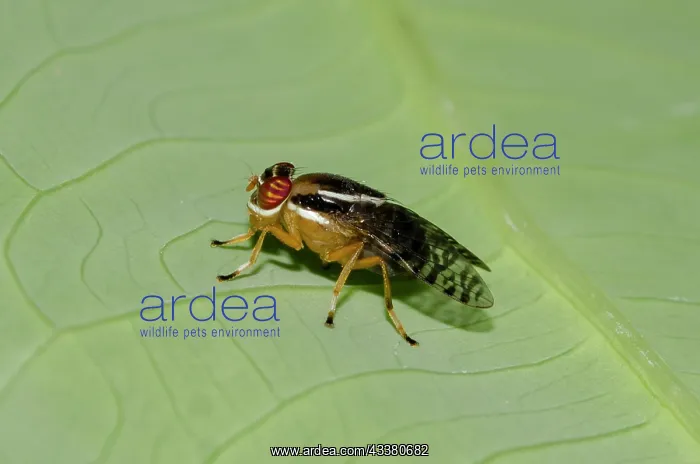 : Fruit Fly - Klungkung, Bali, Indonesia : Fruit Fly - Klungkung, Bali, Indonesia
