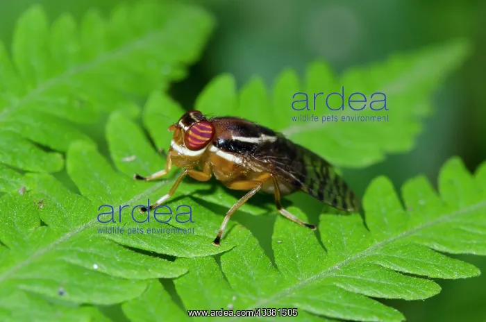 : Fruit Fly - Klungkung, Bali, Indonesia : Fruit Fly - Klungkung, Bali, Indonesia