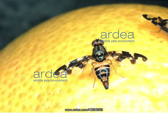 : FRUIT FLY - On citrus fruit : FRUIT FLY - On citrus fruit