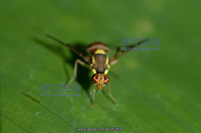 : Fruit Fly - Klungkung, Bali, Indonesia : Fruit Fly - Klungkung, Bali, Indonesia