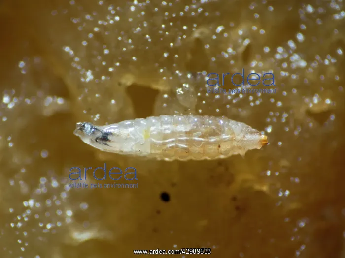 : Fruit Fly larva : Fruit Fly larva