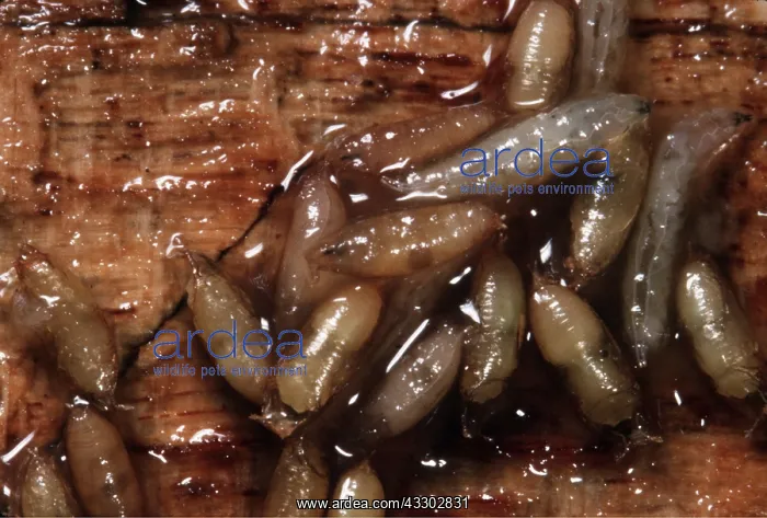  : FRUIT FLY LARVAE - LOTS