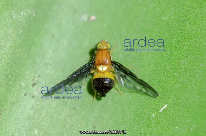 : Fruit Fly on leaf - Klungkung, Bali, Indonesia : Fruit Fly on leaf - Klungkung, Bali, Indonesia