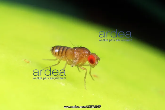 : Fruit Fly - Red eyes - vestigal wings : Fruit Fly - Red eyes - vestigal wings
