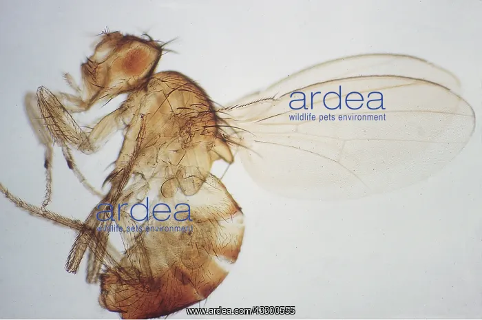: FRUIT FLY - showing bar eye as genetic mutation : FRUIT FLY - showing bar eye as genetic mutation