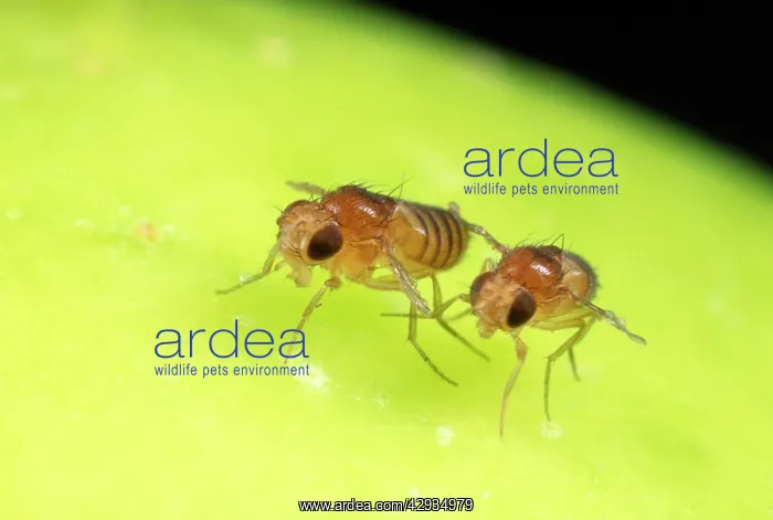 : Fruit Fly Strains : Fruit Fly Strains