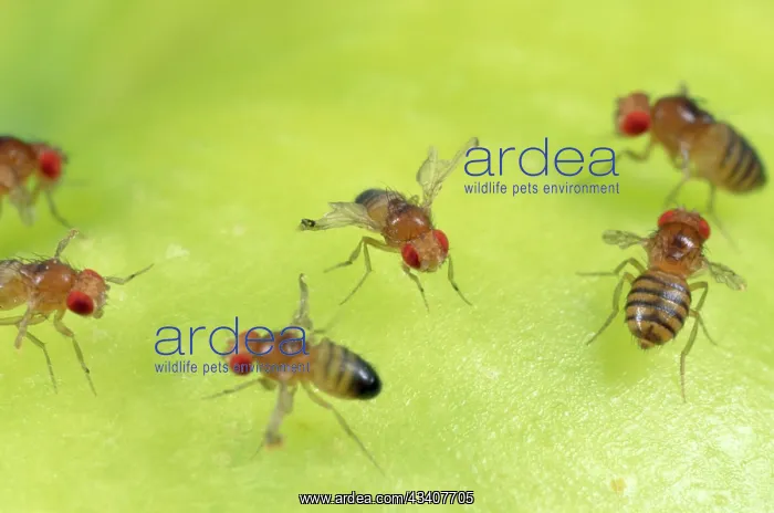 : Fruit Fly strains - red eyes - vestigial wings : Fruit Fly strains - red eyes - vestigial wings