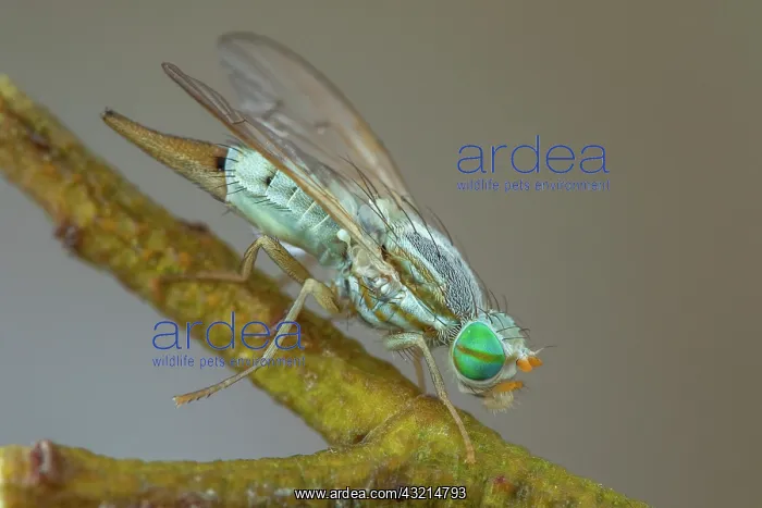 : Fruit fly (Terellia cf. serratulae), Cayolle pass : Fruit fly (Terellia cf. serratulae), Cayolle pass