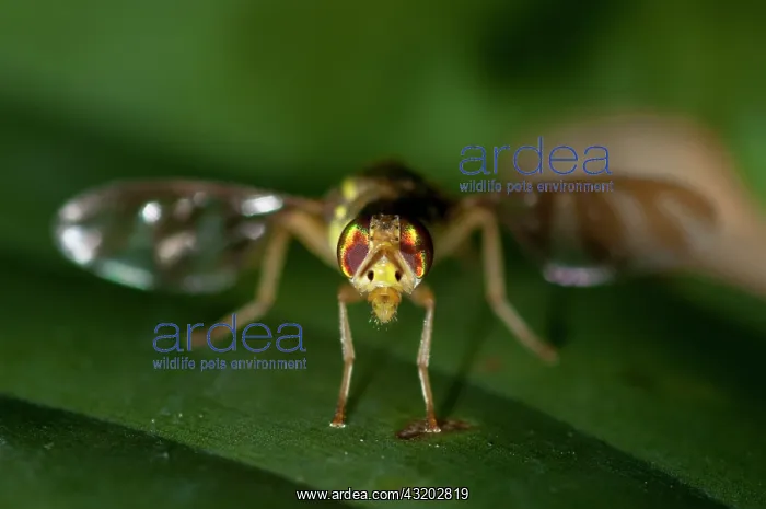 : Fruit Fly - with transparant striped wings - Klungkung : Fruit Fly - with transparant striped wings - Klungkung
