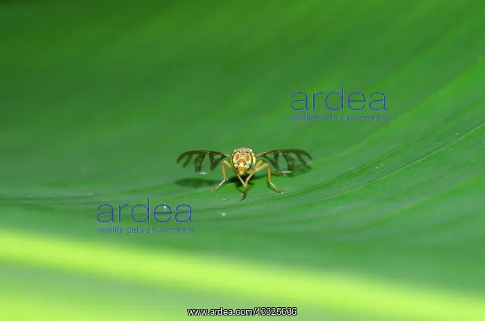 : Fruit Fly - with transparant striped wings on leaf : Fruit Fly - with transparant striped wings on leaf