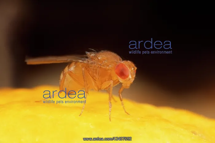 : Fruit Fly - wild type : Fruit Fly - wild type