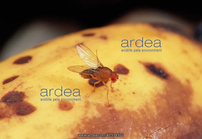 : Fruit Fly - wild type, cleaning wings : Fruit Fly - wild type, cleaning wings