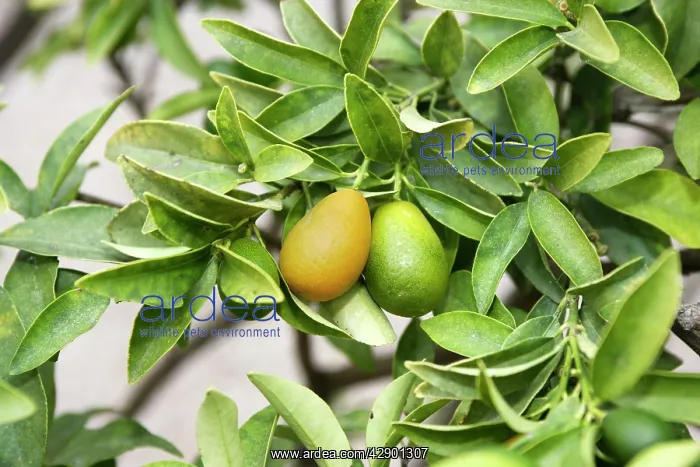 : Fruit - Kumquat : Fruit - Kumquat