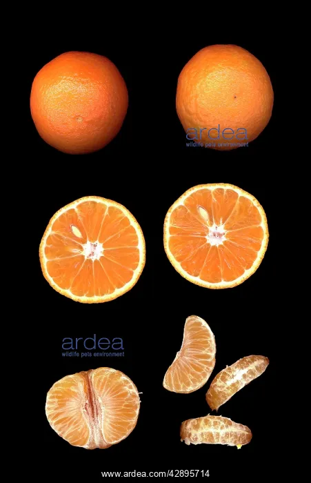  : Fruit - Mandarin