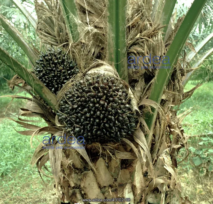 : Fruit on oil palm : Fruit on oil palm