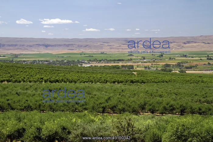: Fruit Orchards : Fruit Orchards