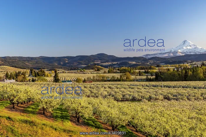 : Fruit orchards in full bloom with Mount Hood in : Fruit orchards in full bloom with Mount Hood in