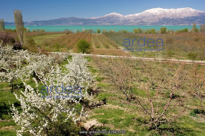 : Fruit Orchards - in spring on the shores of Lake : Fruit Orchards - in spring on the shores of Lake