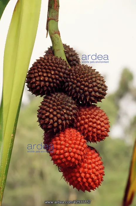 : Fruit of Pandanus tree / Screw PINE - Ripening fruit is red : Fruit of Pandanus tree / Screw PINE - Ripening fruit is red