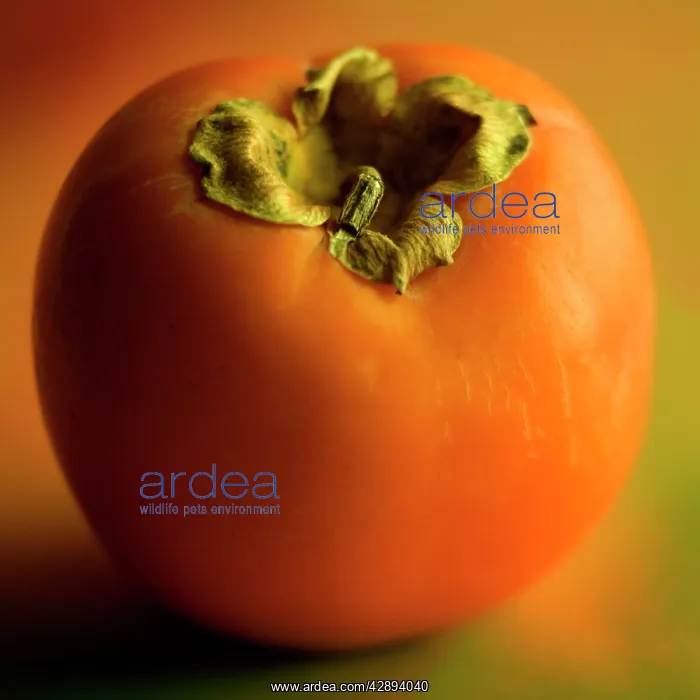 : Fruit - Persimmon / Kaki : Fruit - Persimmon / Kaki