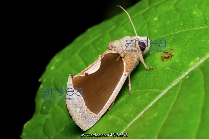 : Fruit-piercer Moth : Fruit-piercer Moth