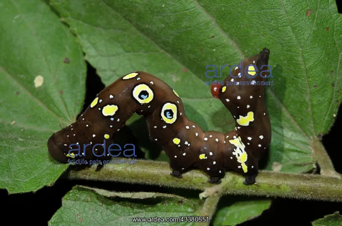 : Fruit Piercing Moth Caterpillar : Fruit Piercing Moth Caterpillar