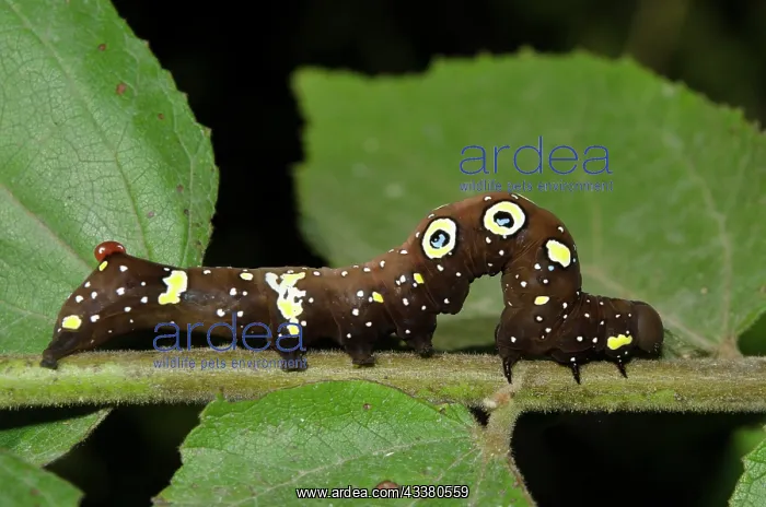: Fruit Piercing Moth Caterpillar : Fruit Piercing Moth Caterpillar