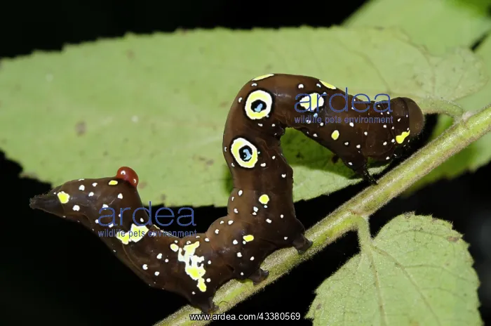 : Fruit Piercing Moth Caterpillar : Fruit Piercing Moth Caterpillar