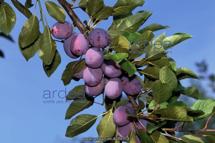  : Fruit - Plums on branch