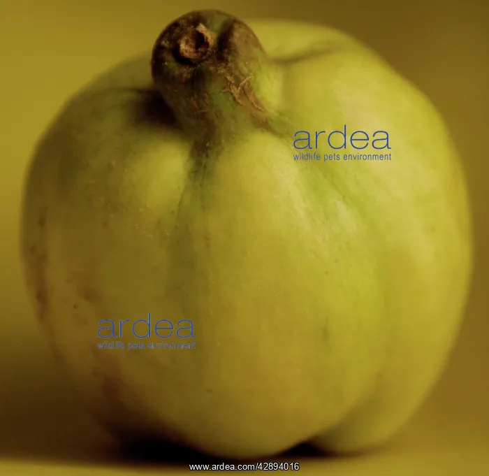  : Fruit - Quince