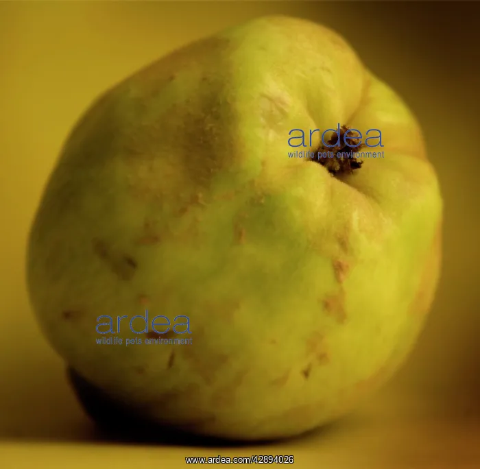  : Fruit - Quince