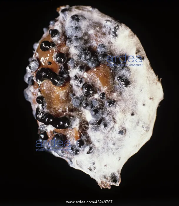 : Fruit Rot (Sclerotinia sp.) on Gooseberry : Fruit Rot (Sclerotinia sp.) on Gooseberry