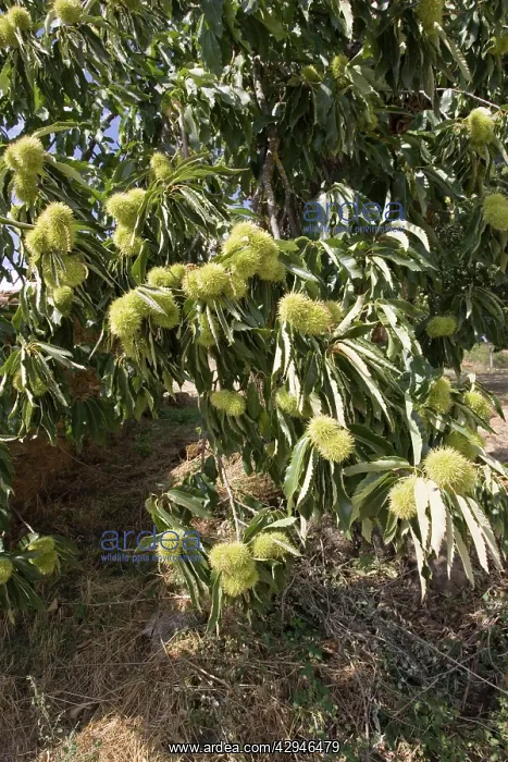 : Fruit of sweet chestnut tree : Fruit of sweet chestnut tree
