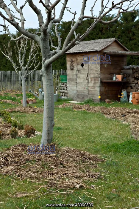 : Fruit-tree with horse manuring in a garden : Fruit-tree with horse manuring in a garden
