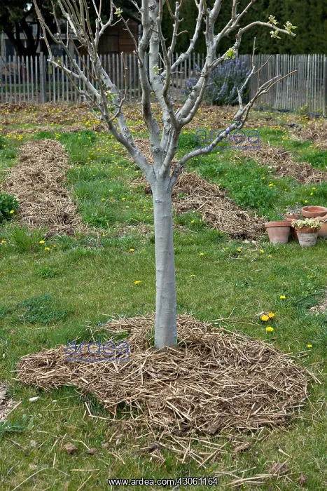 : Fruit-tree with horse manuring in a garden : Fruit-tree with horse manuring in a garden
