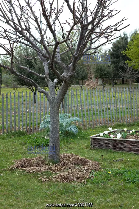 : Fruit-tree with horse manuring in a garden : Fruit-tree with horse manuring in a garden