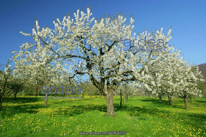 : Fruit tree meadow - with flowering cherry trees : Fruit tree meadow - with flowering cherry trees