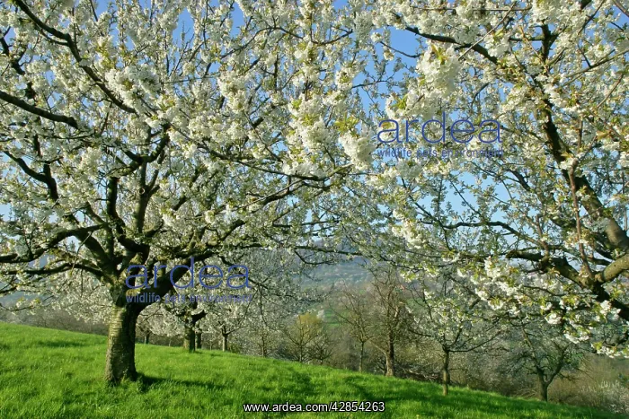 : Fruit tree meadow - flowering cherry trees in early spring : Fruit tree meadow - flowering cherry trees in early spring