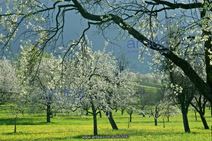 : Fruit tree meadow - with flowering plum, pear and : Fruit tree meadow - with flowering plum, pear and