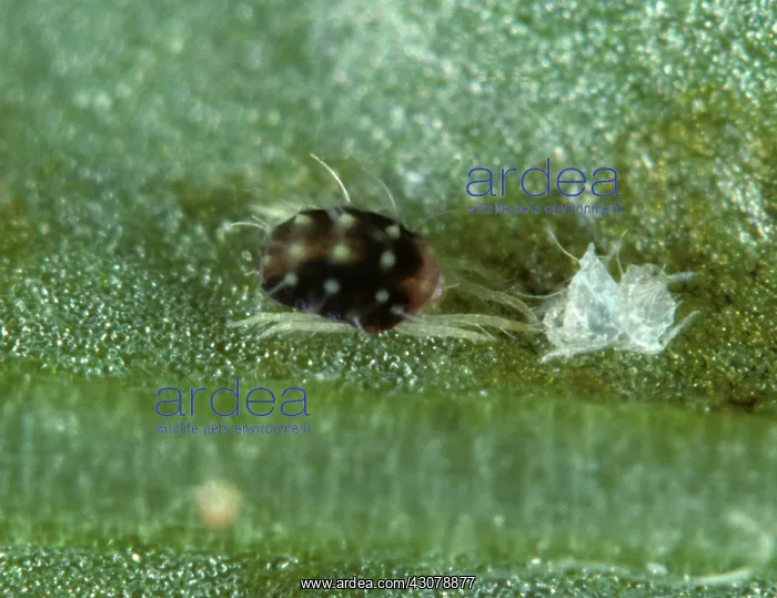  : Fruit-tree red spider mite
