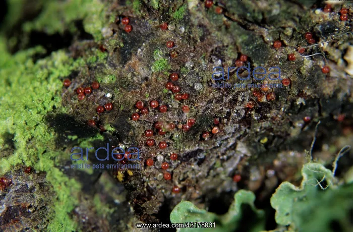 : Fruit tree red spider mite overwintering eggs : Fruit tree red spider mite overwintering eggs