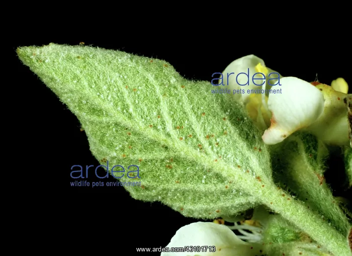 : Fruit tree red spider mites : Fruit tree red spider mites