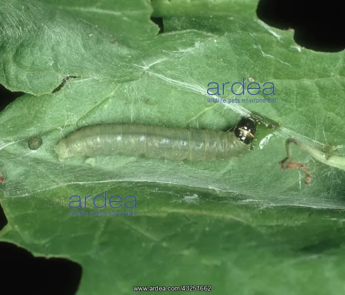 : Fruit tree tortrix larva : Fruit tree tortrix larva