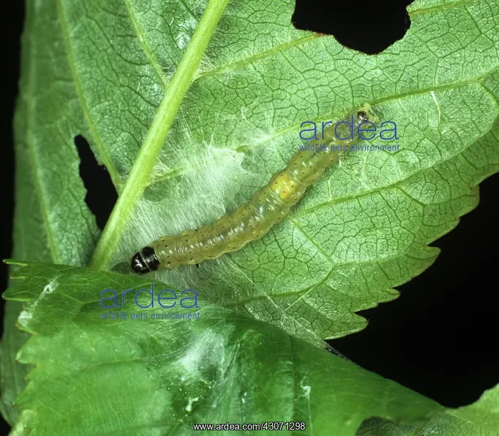 : Fruit tree tortrix moth caterpillar : Fruit tree tortrix moth caterpillar